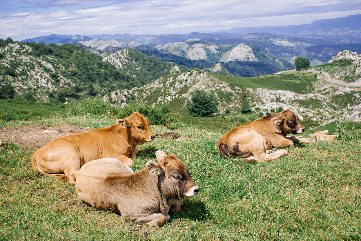 Vacas nos Picos da Europa