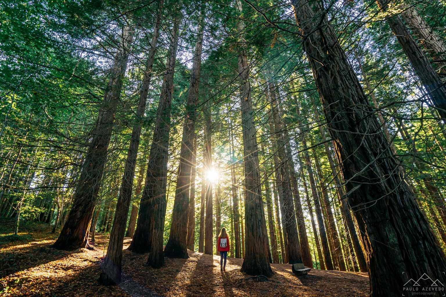 Bosque de Sequoias