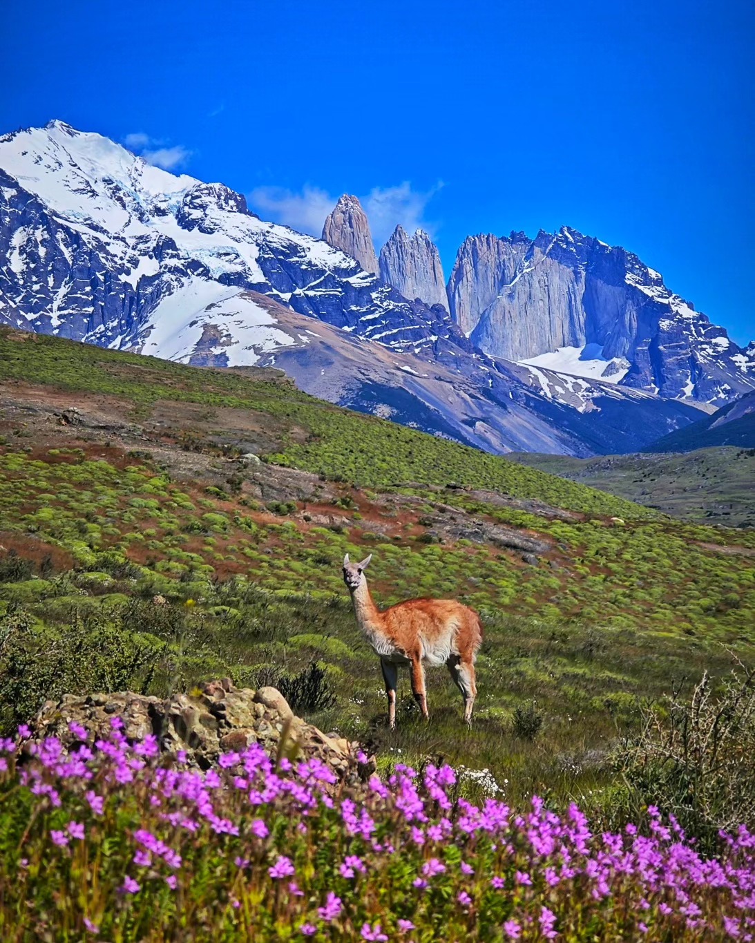 Um "guanaco" a olhar desconfiado para mim no parque Torres del Paine.